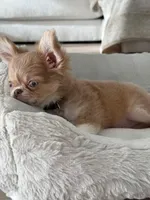 Joey, a male Chihuahua for sale in Ladera, CA – Photo 5 of 6