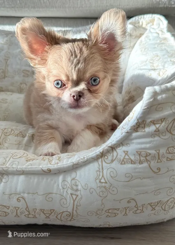 Joey – Chihuahua puppy for sale in Ladera, CA