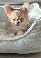 Joey, a male Chihuahua for sale in Ladera, CA – Photo 1 of 6