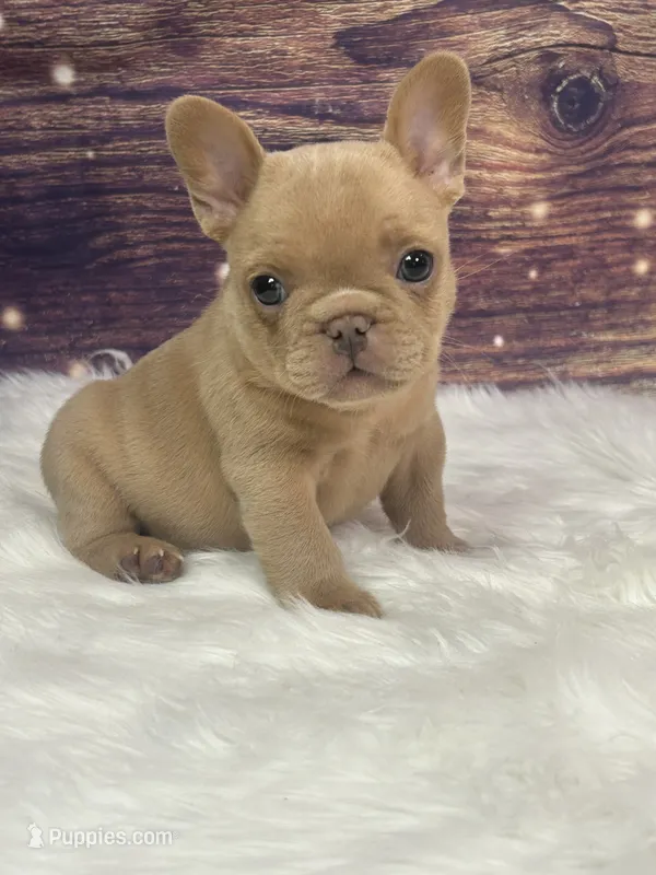 Fawn/sable – French Bulldog puppy for sale in Pewaukee, WI