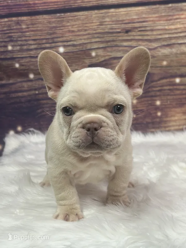 Cream – French Bulldog puppy for sale in Pewaukee, WI