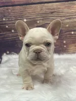 Cream, a male French Bulldog for sale in Pewaukee, WI – 1 of 3