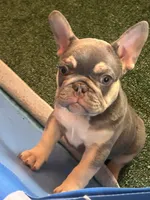 Frenchies, a male French Bulldog for sale in Pewaukee, WI – 4 of 4