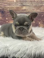 Blue , a male French Bulldog for sale in Pewaukee, WI – 4 of 4