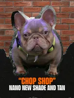 Frenchies, a male French Bulldog for sale in Pewaukee, WI – 3 of 4