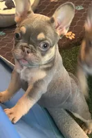 Frenchies, a male French Bulldog for sale in Pewaukee, WI – 2 of 4