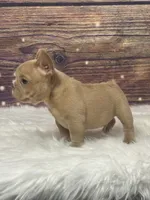 Fawn/sable, a male French Bulldog for sale in Pewaukee, WI – 3 of 4