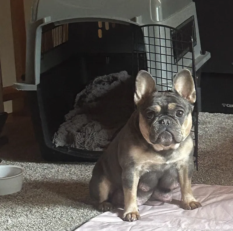 Frenchies – French Bulldog puppy for sale in Pewaukee, WI