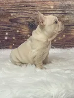 Cream, a male French Bulldog for sale in Pewaukee, WI – 3 of 3