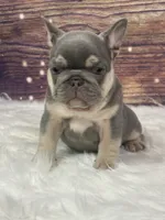 Blue , a male French Bulldog for sale in Pewaukee, WI – 3 of 4