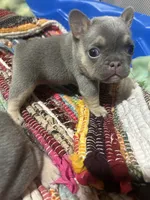 Blue female, a female French Bulldog for sale in Pewaukee, WI – 6 of 6