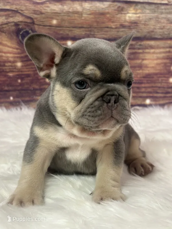 Blue  – French Bulldog puppy for sale in Pewaukee, WI