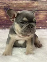 Blue , a male French Bulldog for sale in Pewaukee, WI – 1 of 4
