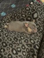 Blue female, a female French Bulldog for sale in Pewaukee, WI – 5 of 6