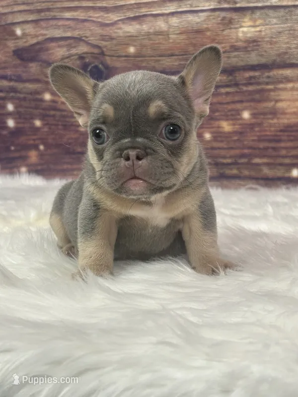 Blue female – French Bulldog puppy for sale in Pewaukee, WI