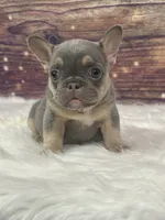 Blue female, a female French Bulldog for sale in Pewaukee, WI – 1 of 6
