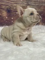 Cream, a male French Bulldog for sale in Pewaukee, WI – 2 of 3