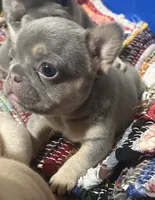 Blue female, a female French Bulldog for sale in Pewaukee, WI – 4 of 6