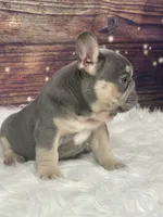 Blue , a male French Bulldog for sale in Pewaukee, WI – 2 of 4