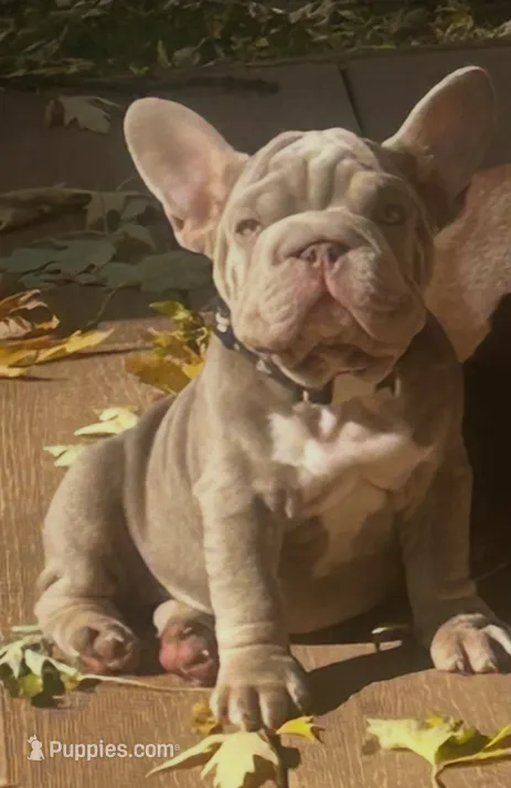 Winnie – French Bulldog puppy for sale in Pewaukee, WI