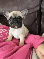 Daisy , a female French Bulldog for sale in Denver, CO – Photo 1 of 5