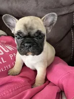 Daisy , a female French Bulldog for sale in Denver, CO – Photo 5 of 5