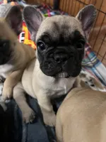 Daisy , a female French Bulldog for sale in Denver, CO – Photo 3 of 6