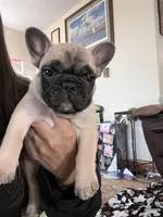 Daisy , a female French Bulldog for sale in Denver, CO – Photo 2 of 5