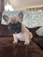 Daisy , a female French Bulldog for sale in Denver, CO – Photo 4 of 6