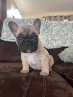 Daisy , a female French Bulldog for sale in Denver, CO – Photo 5 of 6