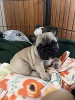 Daisy , a female French Bulldog for sale in Denver, CO – Photo 4 of 5