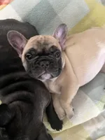 Daisy , a female French Bulldog for sale in Denver, CO – Photo 6 of 6