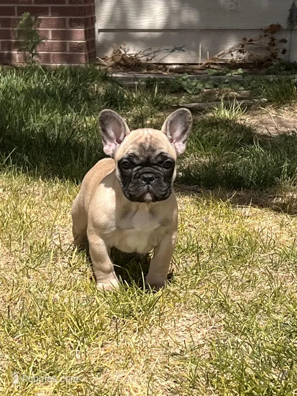 Daisy  – French Bulldog puppy for sale in Denver, CO