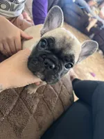 Daisy , a female French Bulldog for sale in Denver, CO – Photo 2 of 6