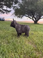 Dobby , a male French Bulldog for sale in Denver, CO – 8 of 9