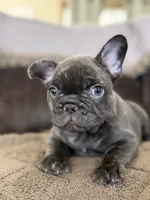 Sammie , a male French Bulldog for sale in Denver, CO – 5 of 9