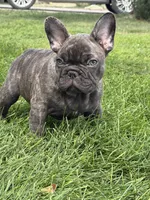 Dobby , a male French Bulldog for sale in Denver, CO – 6 of 9