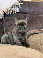 Sammie , a male French Bulldog for sale in Denver, CO – 6 of 9
