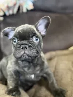 Sammie , a male French Bulldog for sale in Denver, CO – 3 of 9