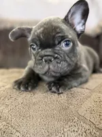 Sammie , a male French Bulldog for sale in Denver, CO – 9 of 9