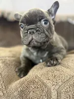 Sammie , a male French Bulldog for sale in Denver, CO – 7 of 9