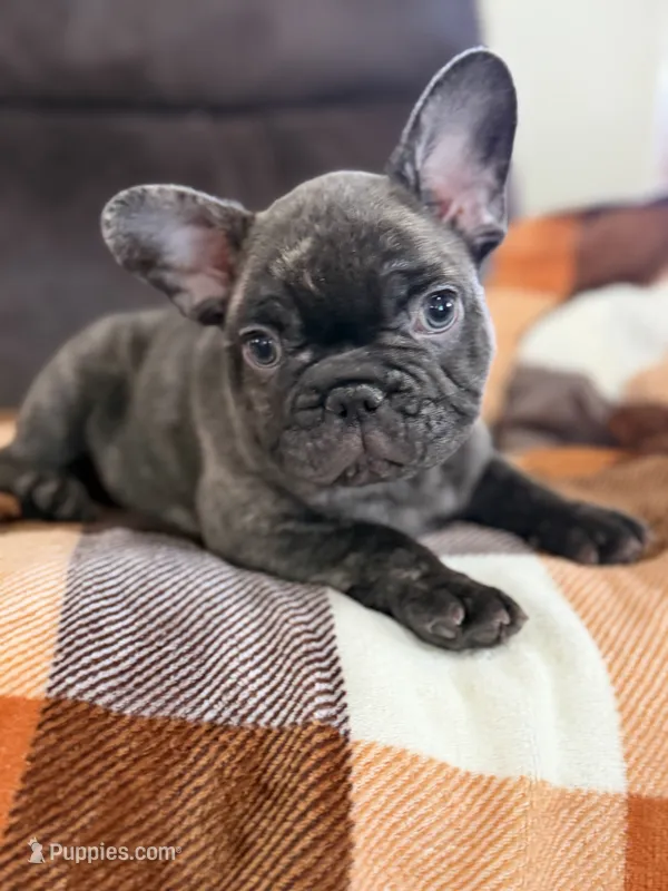 Sammie  – French Bulldog puppy for sale in Denver, CO