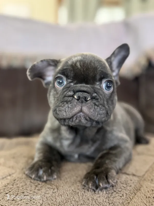 Sammie  – French Bulldog puppy for sale in Denver, CO