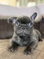 Sammie , a male French Bulldog for sale in Denver, CO – 1 of 9