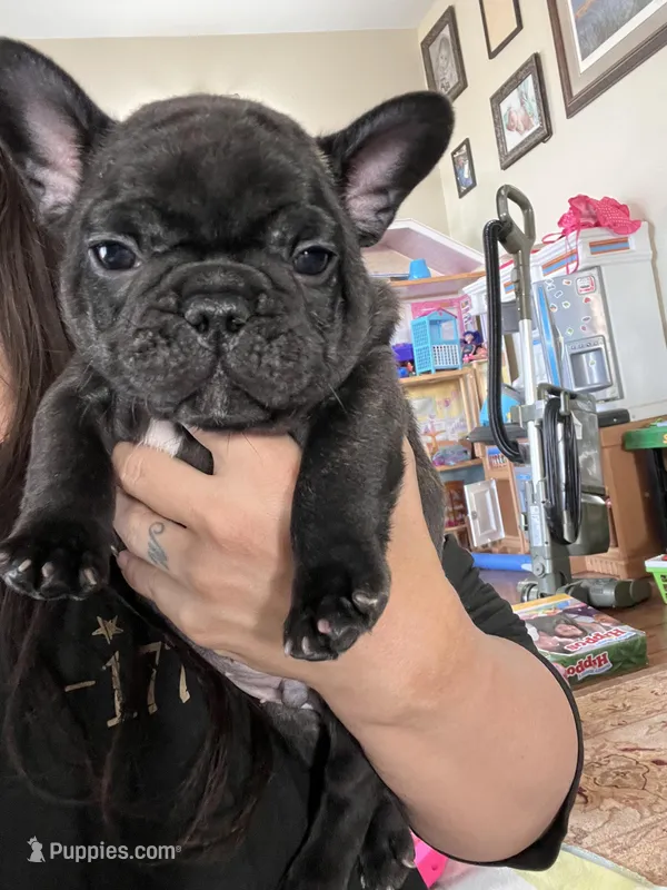 Oreo – French Bulldog puppy for sale in Denver, CO
