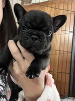 Oreo, a male French Bulldog for sale in Denver, CO – Photo 3 of 3
