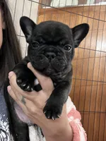 Oreo, a male French Bulldog for sale in Denver, CO – Photo 2 of 3
