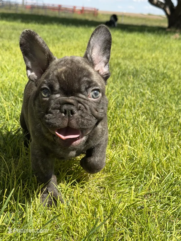 Sammie  – French Bulldog puppy for sale in Denver, CO