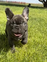 Dobby , a male French Bulldog for sale in Denver, CO – 7 of 9