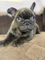 Sammie , a male French Bulldog for sale in Denver, CO – 2 of 9